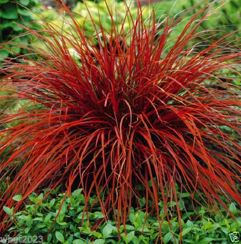 Uncinia Rubra Firedance (10 Seed) AKA New Zealand Red Hook Sedge  Ornamental