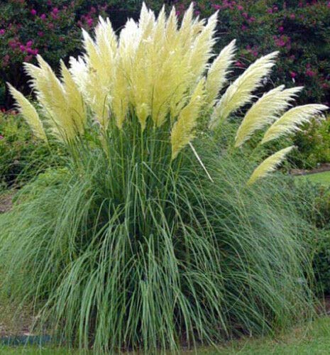 White Pampas Grass 50 Seeds  Cortaderia Selloana Grass Seed Ornamental Grass Heirloom Flower Seeds Feathery Blooms Garden Seeds Flower Seeds for Planting