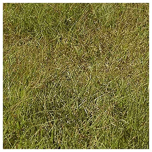 Everwilde Farms  1 Lb Buffalo Grass Native Grass Seeds  Gold Vault