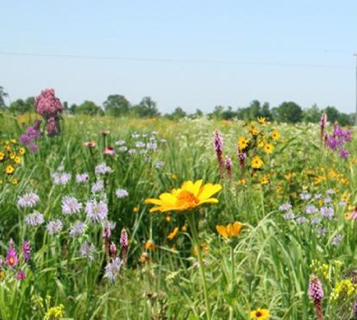 Tall Grass Meadow Mix (Mix 102) Seed Packet True Native Seed (Northeastern US)