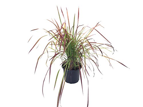 Japanese Blood Grass Red Baron in 1 Gallon pot (RedGreen)