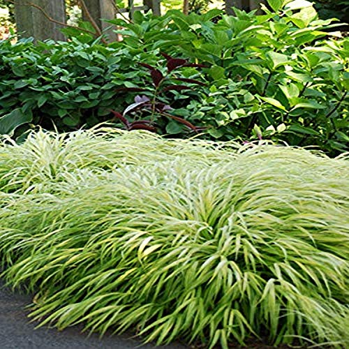 Perennial Farm Marketplace Hakonechloa macra All Gold (Japanese Forest) Ornamental Grass 1 Quart Long Golden Leaves