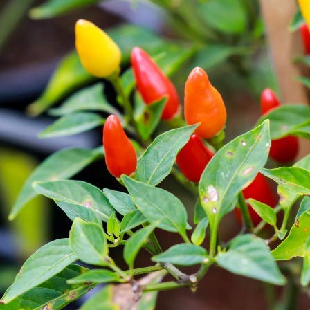 Davids Garden Seeds Pepper Ornamental Pretty N Sweet 1298 (Multi) 25 NonGMO Heirloom Seeds