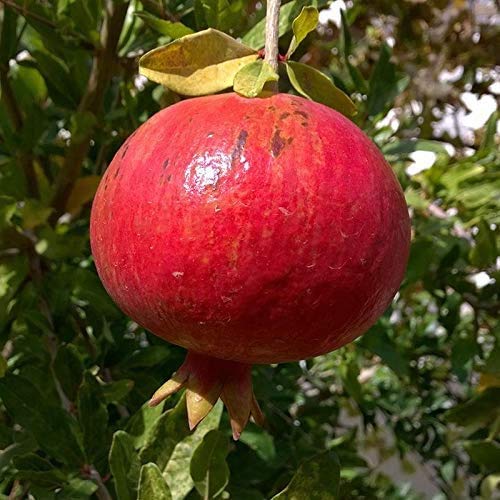 Pixies Gardens Pomegranate Wonderful Ornamental Beauty and Most Popular Variety (5 Gallon Potted)
