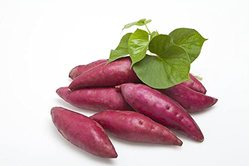 Sweet Potato Seeds200 Sweet Potato Vine Seeds for PlantingSweet Potato Seeds for Planting Home GardenNon GMO Heirloom Organic Ornamental Murasaki Sweet Potato Ivy Yam Seeds