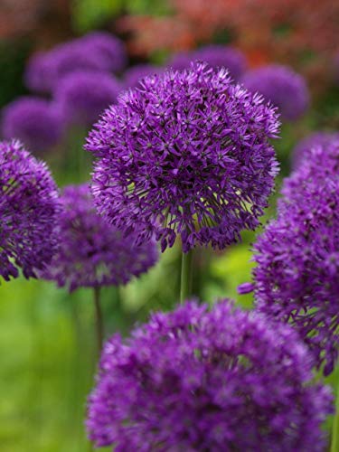 10 Dark Purple Allium Bulbs Blooming Onion Flowering Perennial Garden Flower
