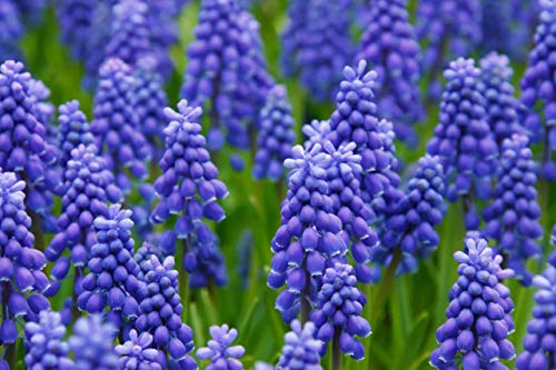 10 Grape Hyacinth Bulbsmuscari Armeniacum Beautiful Spring Blooms Perennial Garden Flowers