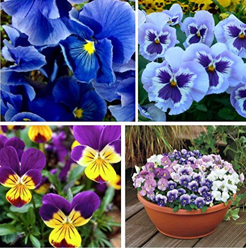 100 Mixed Viola Pansy Mars Helen Seeds Blue Flower Perennial Garden