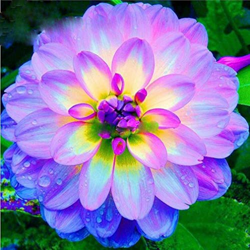 100Pcs Rare Blue and White Point Dahlia Seeds Beautiful Perennial Flowers Plants Dahlia for DIY Home Garden Sementes Bonsai Seeds