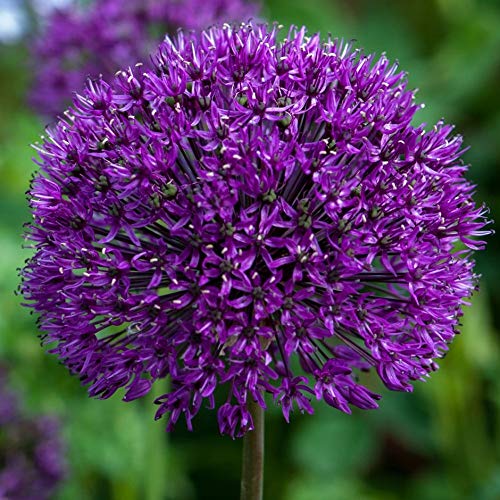 5 Dark Purple Allium Bulbs  Blooming Onion Perennial Garden Flower  Fall Bulbs That Make Giant Round Purple Flowers