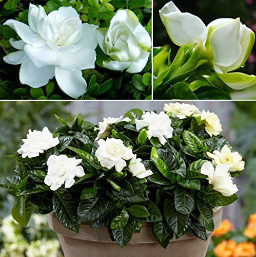 50 Gardenia Jasminoides Jasmine Shrub Seeds Cape Jasmine Flower Perennial Garden Plant Bonsai