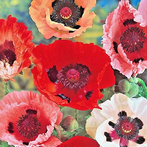 AchmadAnam Somarac  1000 Oriental Poppy Mix Flower Seeds Summer Blooms Perennial GardenContainers  Fresh Seeds