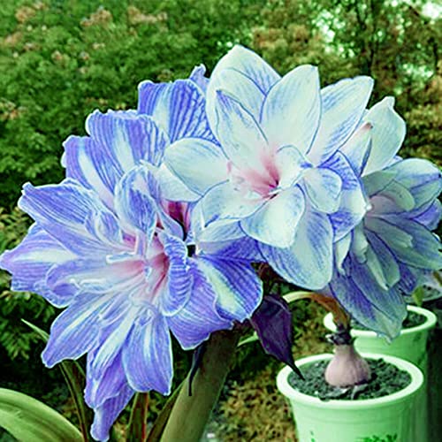 Double Amaryllis Decoration Perennial Garden Rare Cut Flowers2 Bulbsd