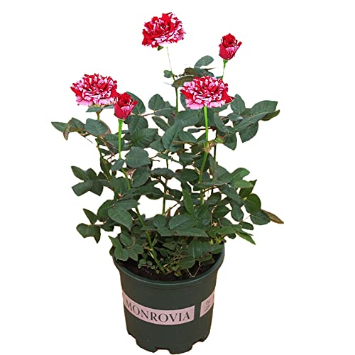 Rose Seedlings AbracadabraStripes Rose BushMulti Colours Rose HedgingLiving Tinged Rose PlantPerennial Plant RootHome Garden Yard Decor Blooms This YearEasy Planting(1 Plant No Pot include)