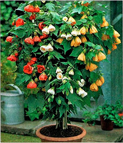 Seeds Indor Abutilon Mix (Indian Mallow Flowering Maple) Perennial Garden Flower Tree for Planting Non GMO