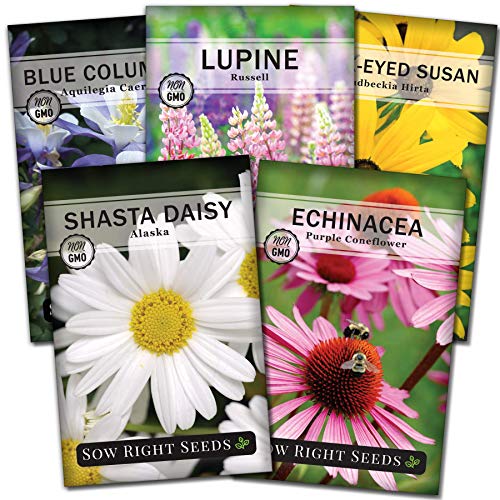 Sow Right Seeds  Perennial Flower Garden Collection for Planting  Russell Lupine BlackEyed Susan Shasta Daisy Purple Coneflower and Blue Columbine Heirloom Seeds Wonderful Gardening Gift