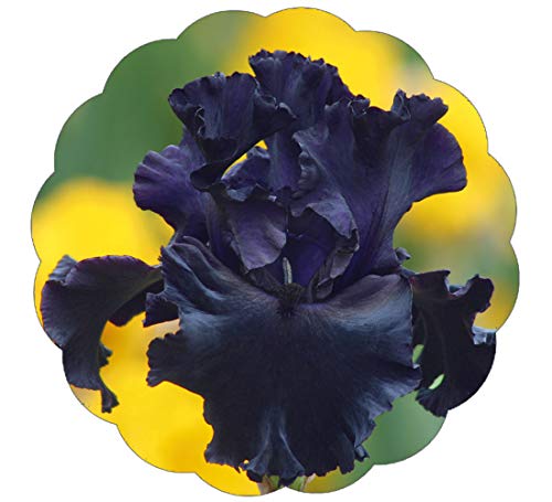 Stargazer Perennials Black Mirror Bearded Iris Rhizome Bulb  Pure Jet Black Flowers  Easy to Grow Perennial Plant