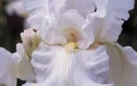 IRIS-BULB-10-PACK-WHITE-CLOUD-WHITE-PERENNIAL-IRIS-BULBS-FLOWERS-25.jpg