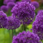10-Dark-Purple-Allium-Bulbs-Blooming-Onion-Flowering-Perennial-Garden-Flower-1.jpg