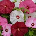Outsidepride-Hibiscus-Luna-Flower-Seed-Mix-10-Seeds-1.jpg
