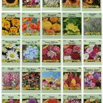 25-Slightly-Assorted-Flower-Seed-Packets-Includes-10-Varieties-May-Include-Forget-Me-Nots-Pinks-Marigolds-Zinnia-Wildflower-Poppy-Snapdragon-and-More-Made-in-the-USA-1.jpg