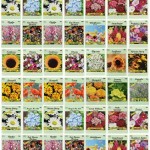 Set-of-50-Flower-Seed-Packets-Flower-Seeds-in-Bulk-15-or-More-Varieties-Available-1.jpg